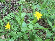 IMG_1448 Banff Flora